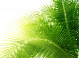 sun palm